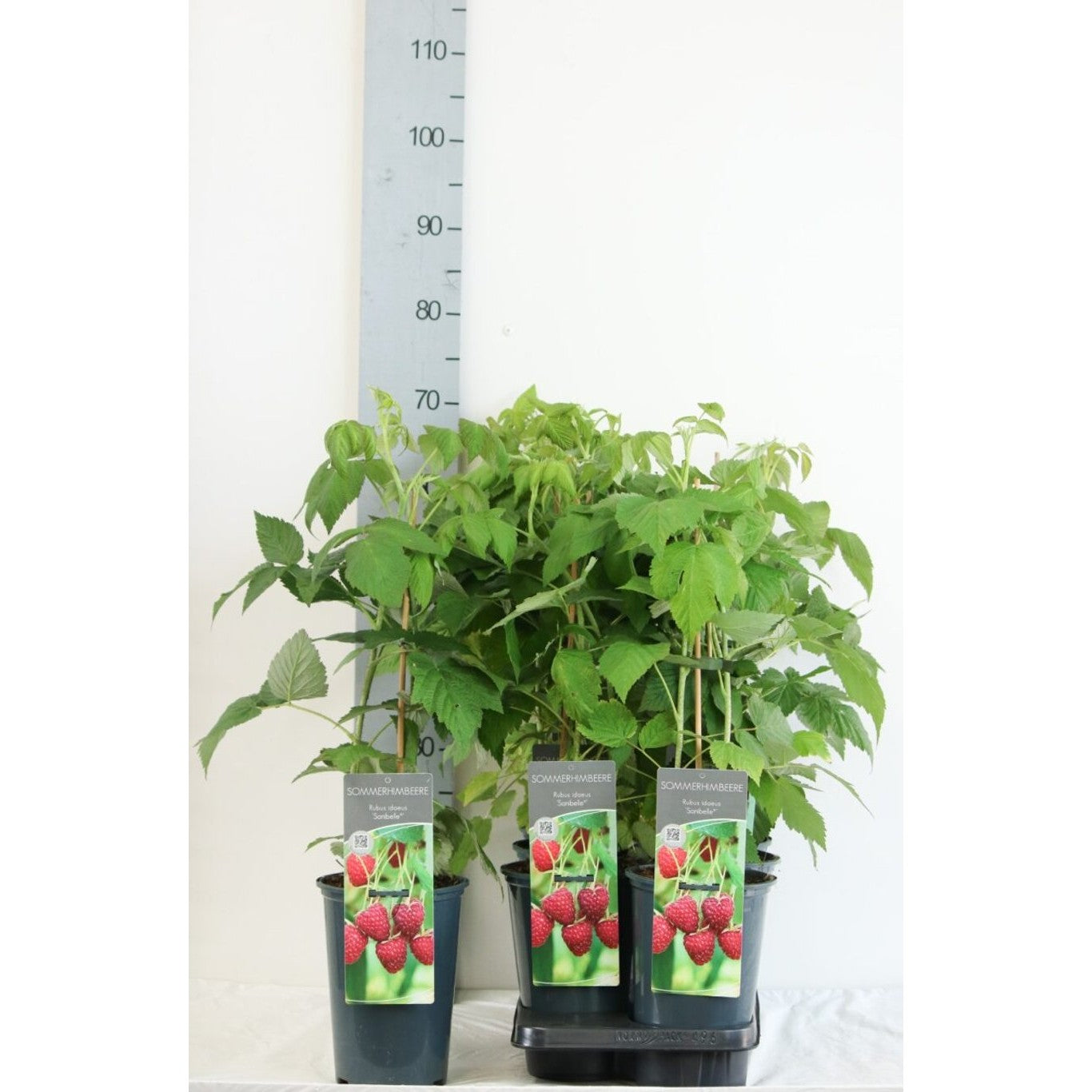 Hallon – Rubus idaeus 'Sanibelle' - C3 40-60 CM